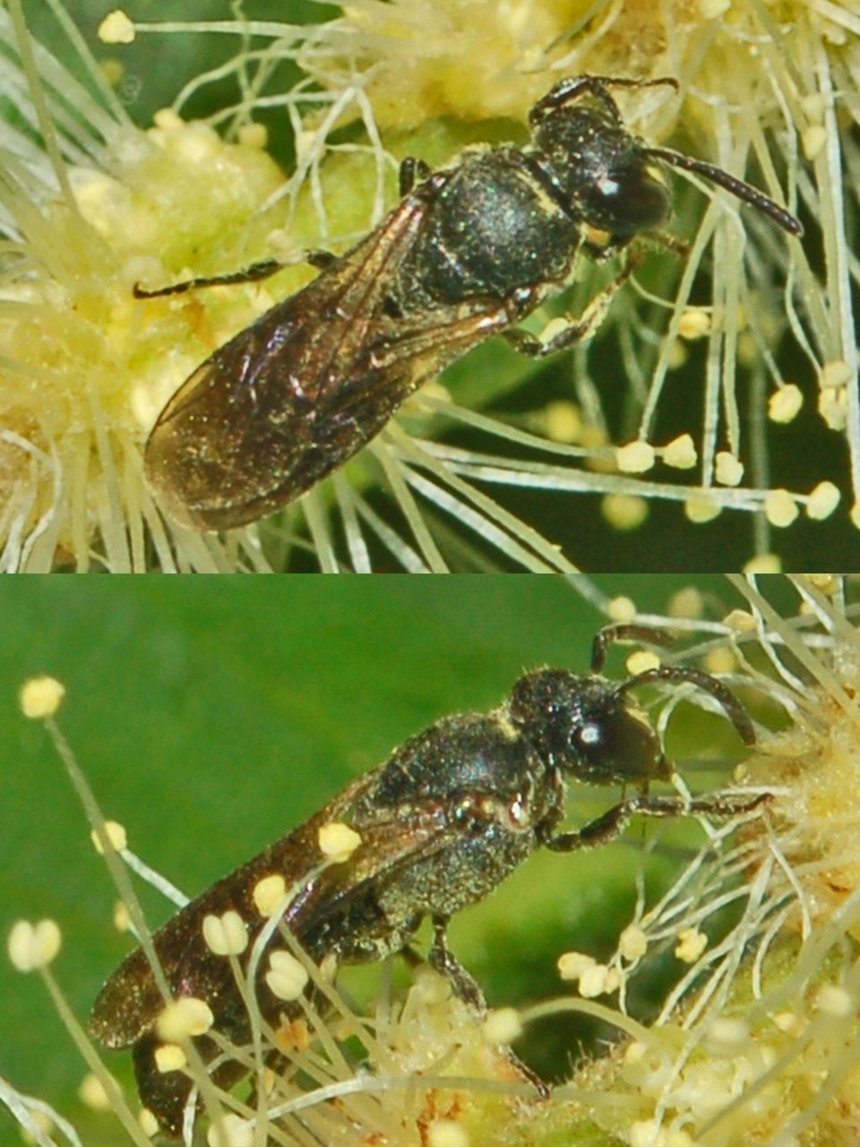 Delle piccole vespe nere: probabile Hylaeus sp. (Apidae Colletinae)